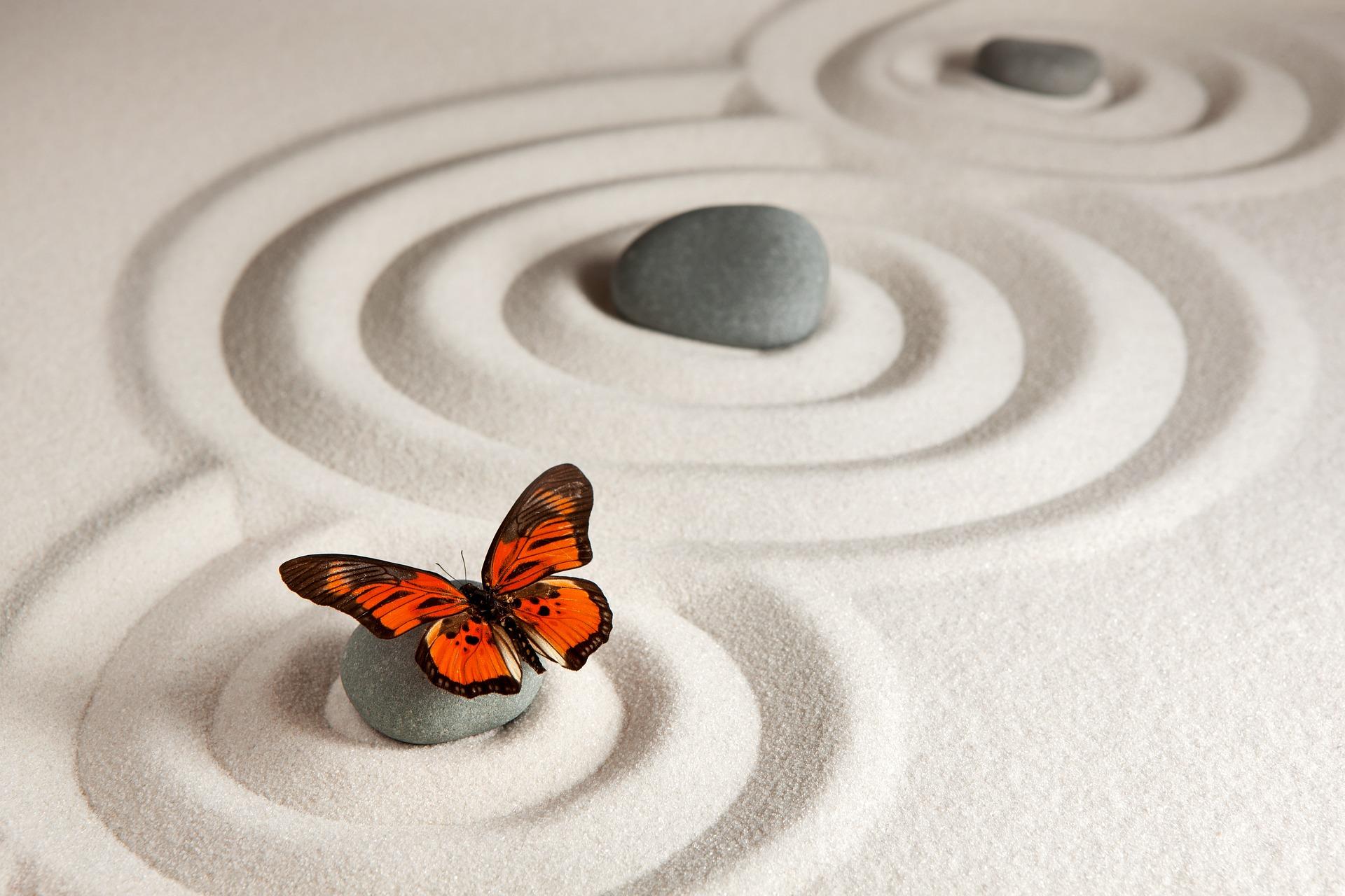 zen sable  papillon