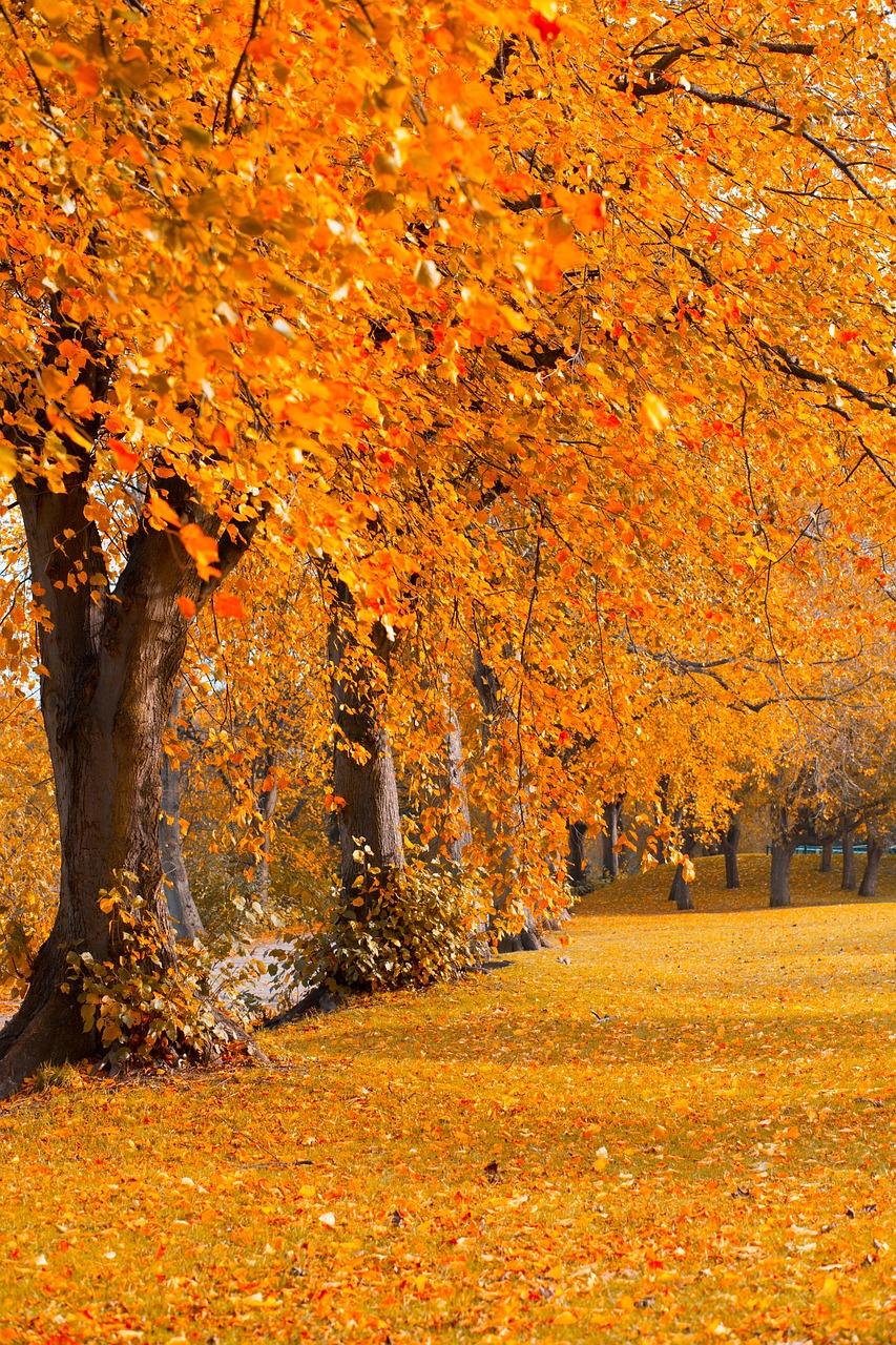 Trees 5364540 1280